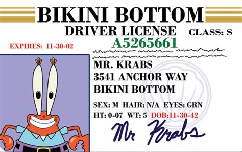 mr krabs license|spongebob driving licence.